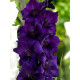 Гладіолус Purple Flora Великоквітковий 12/14 (3 шт)