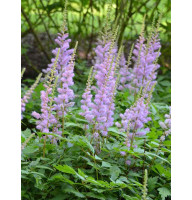 Астильба chinensis Pumila 2-3