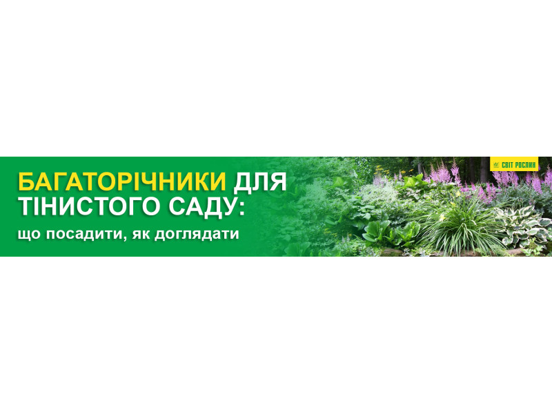 Багаторічники для тінистого саду: що посадити, як доглядати