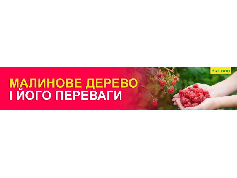 Малинове дерево і його переваги