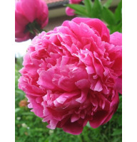 Пион Red Sarah Bernhardt (Ред Сара Бернар) 2/3 (1 шт)