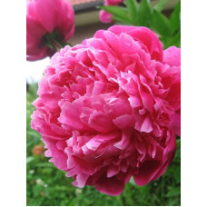 Півонія Red Sarah Bernhardt (Ред Сара Бернар) 2/3 (1 шт)