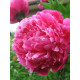 Пион Red Sarah Bernhardt (Ред Сара Бернар) 2/3 (1 шт)