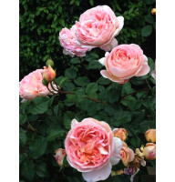 Роза английская Абрахам Дерби (Abraham Darby) 