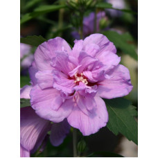 Гібіскус сирійський Арденс (Ardens) С3