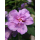 Гібіскус сирійський Арденс (Ardens) С3