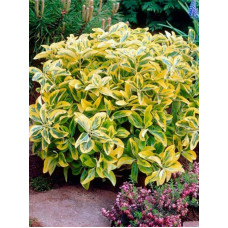 Бересклет форчуна Emerald Gold (Эмеральд Голд) С3