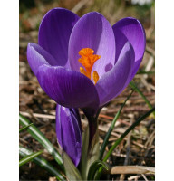 Крокус Flower Record 1