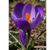 Крокус Flower Record 1