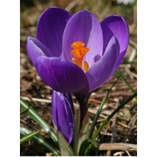 Крокус Flower Record