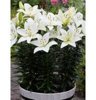 Лилия Fantasiatic White (Фантазиатик Уайт) 16/18 (1 шт)