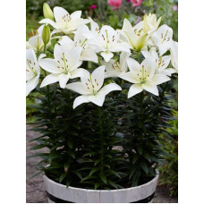 Лілія Fantasiatic White (Фантазіатик Уайт) 16/18 (1 шт)