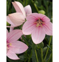 Платикодон Fuji Pink Ширококолокольчик (1 шт)