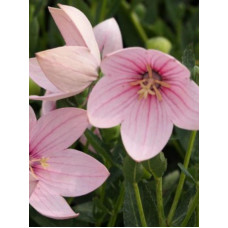 Платикодон Fuji Pink Ширококолокольчик (1 шт)
