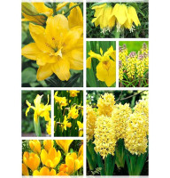 Набор луковичных 
