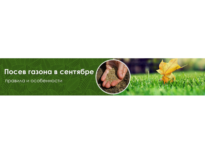 Посів газону у вересні: правила і особливості