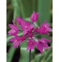 Аллиум Oreophilum 4/5