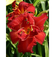 Лилейник Дабл Файркрекер (Double Firecracker)