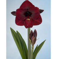 Гипеаструм Dark Red Простой 24/26