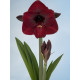 Гіпеаструм Dark Red Простий 24/26