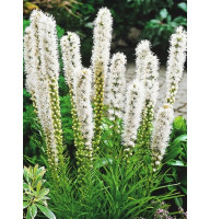 Ліатрис Floristan Weiss 8/10