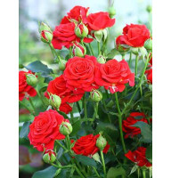 Роза Красная (Red) Мелкоцветковая