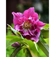 Хелеборус Double Hybrids Pink Promise