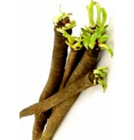 Насіння Скорцонера Дуплекс GL Seeds 1 г