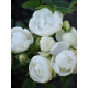 Роза полиантовая Морздаг Уайт (Morsdag White)