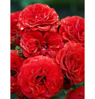 Роза Кордула (Cordula) Бордюрная