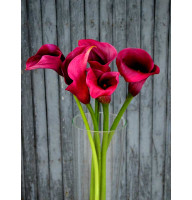 Калла Bordeaux Red