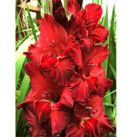 Гладиолус Red King Бамбино 10/12 (3 шт)