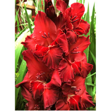 Гладиолус Red King Бамбино 10/12 (3 шт)