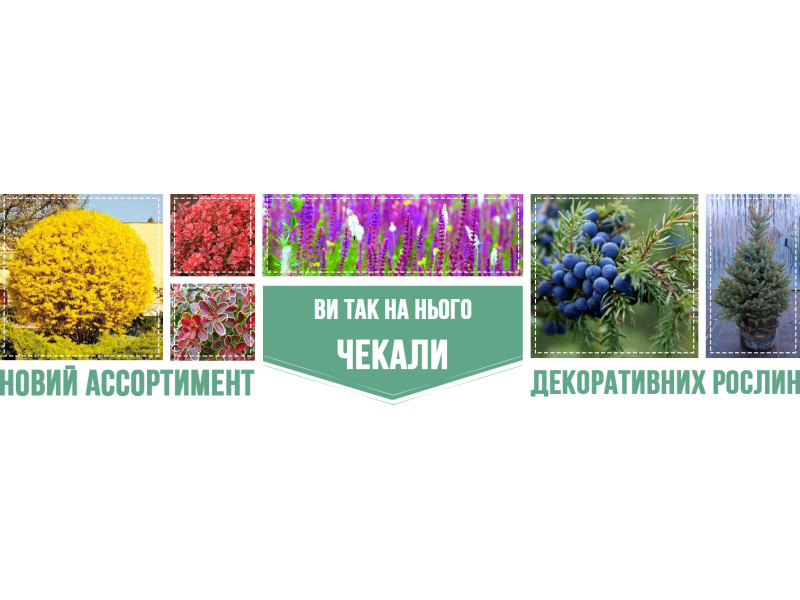 Ви так чекали на нього – Новий асортимент саджанців декоративних культур!