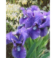 Ирис Многолетний Iris pumila Bunbury Ruffles