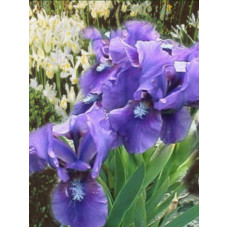 Ирис Многолетний Iris pumila Bunbury Ruffles