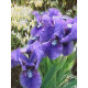 Ірис Багаторічний Iris pumila Bunbury Ruffles