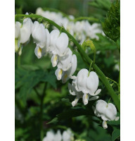 Дицентра спектабіліс Альба (Spectabilis Alba)