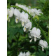 Дицентра спектабіліс Альба (Spectabilis Alba)