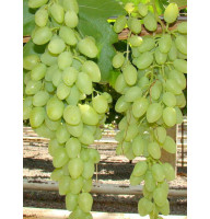 Виноград Довгоочікуваний безнасінний