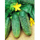 Насіння огірків Шремскій F1 0,5 г