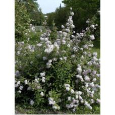 Дейция Монт Роуз (Mont Rose) гибридная С2,4
