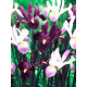 Ірис Lavender Mix