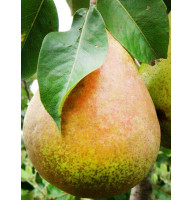 Груша Королла Пізня
