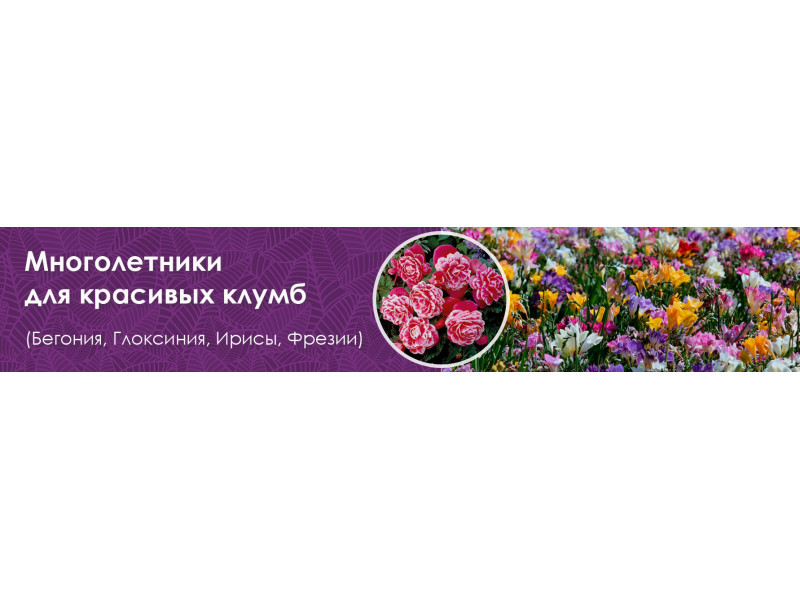 Чарівні багаторічники для красивих клумб