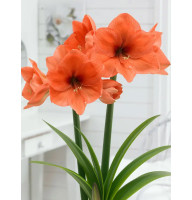 Гиппеаструм (амариллис) Naranja 26/28
