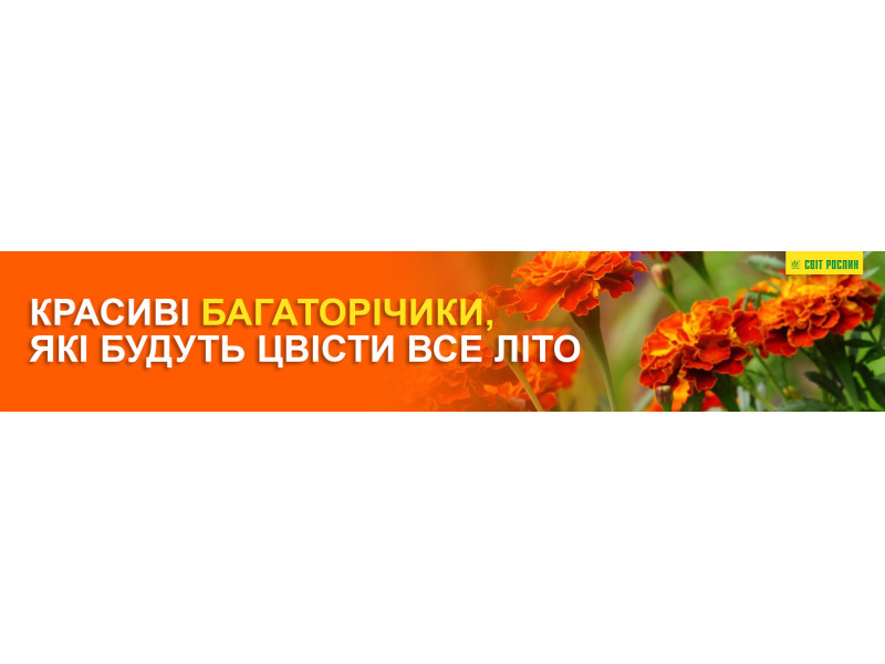 Красивые однолетники, которые будут цвести все лето