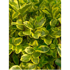 Бирючина обычная Variegata С2