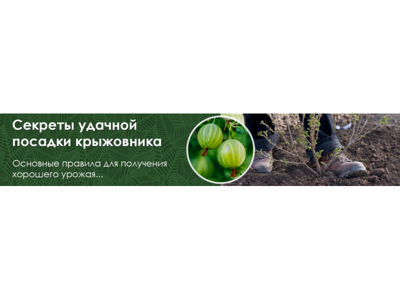 Секрети успішної посадки аґрусу