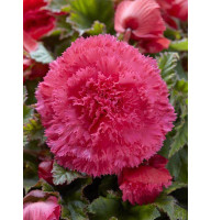 Бегонія фімбріата рожева Pink 4/5